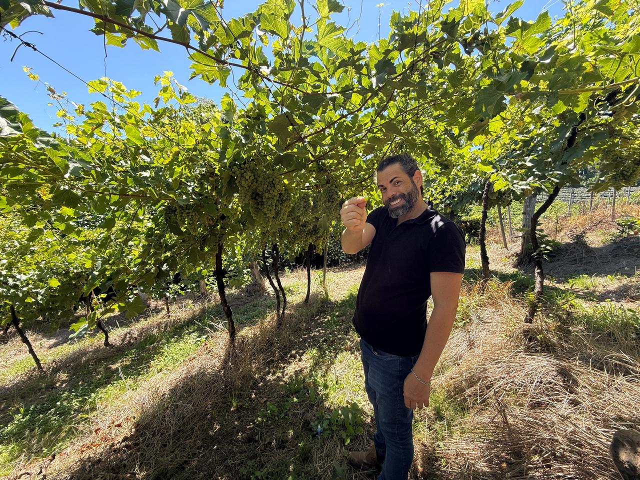Bordeaux ressuscitou o clarete, e o Brasil já faz ótimos
